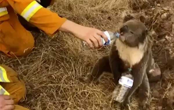 KOALAS