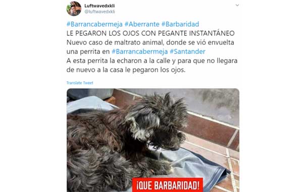 Abandonan a perrita y además le pegan los ojos para que no los siga 1 crueldad