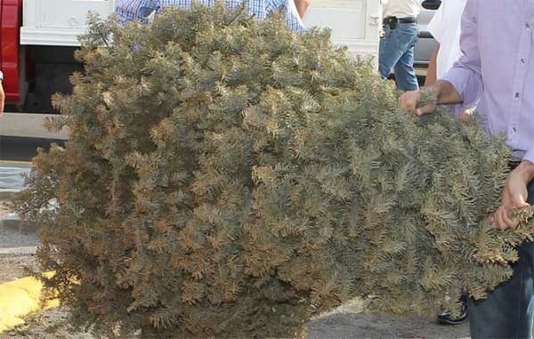 pinos