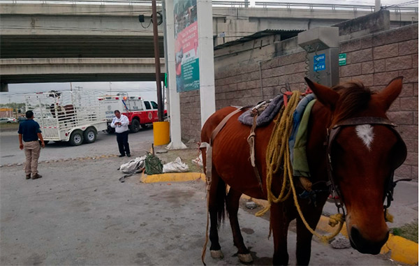 Protege Municipio a animales usados para estirar carretones 1 2 23
