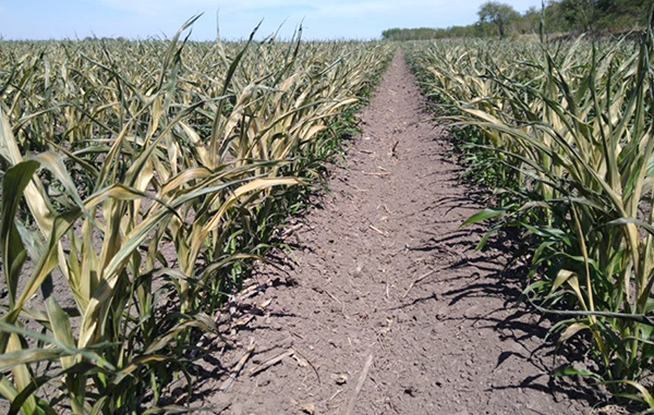 Esperan recursos productores del campo 1 87960621 493556641315730 5501717226295656448 n