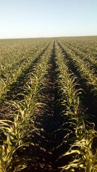 Esperan recursos productores del campo 3 88248438 928584520892488 5119795376987045888 n