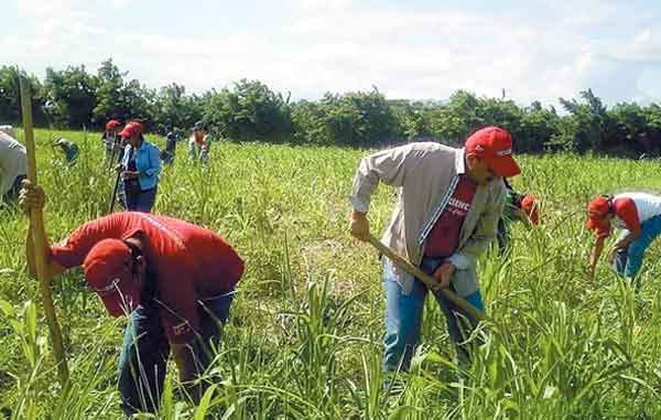 JORNALEROS