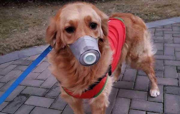perro