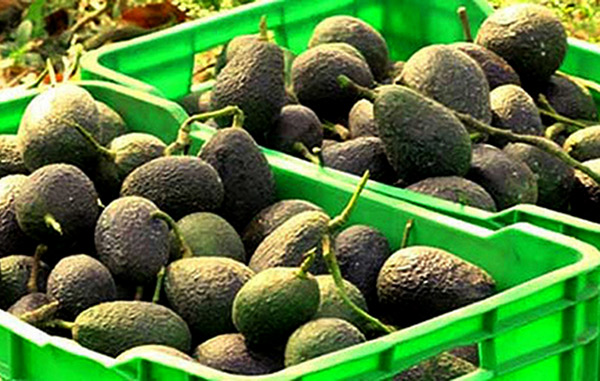Aguacate