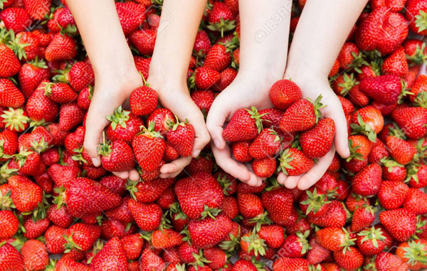 Fresas