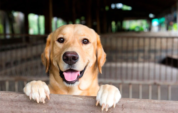 Congreso obliga a ayuntamientos a capacitarse contra maltrato animal 1 robo de perros
