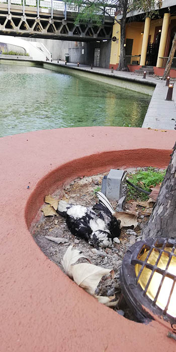 El Paseo Santa Lucía con ‘síntomas’ del abandono 3 92682202 236867360700551 2109695241534570496 n