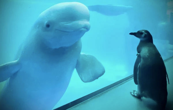 Pingüinos y belugas juegan juntos en acuario cerrado por Covid-19 1 ping