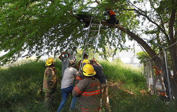 Oso se sintió acorralado y sube a las ramas de un árbol 1 99296123 701918560575929 6133141813252325376 n