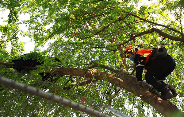 Oso se sintió acorralado y sube a las ramas de un árbol 2 99422752 3007769849319819 3126080637744709632 n