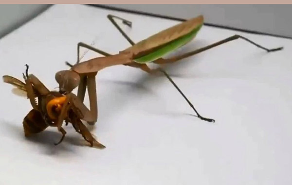 Mantis-vs-avispa