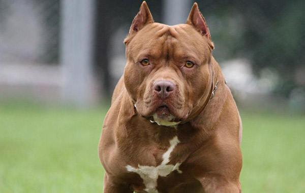 Perro-Pitbull-10_1581115115