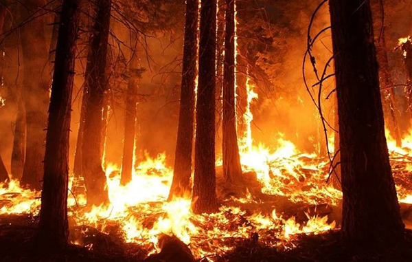 incendios-forestales-768x469