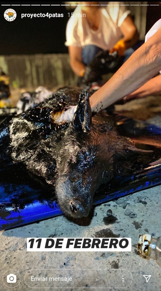 La milagrosa recuperación del perrito que cayó en un pozo de brea 1 101047959 603837373567294 7391226468275060736 n