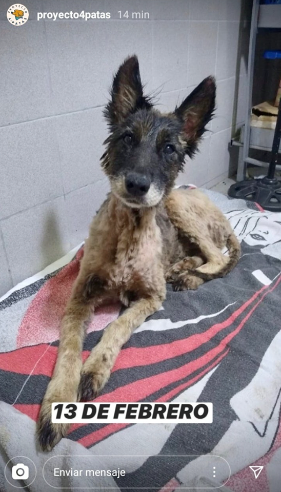 La milagrosa recuperación del perrito que cayó en un pozo de brea 2 101699041 294960854869866 7620954205829726208 n