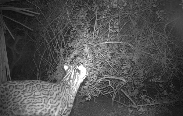 Felino en peligro de extinción aparece cerca de la Isla del Padre 2 104287730 554380638585318 5535781273788226920 n