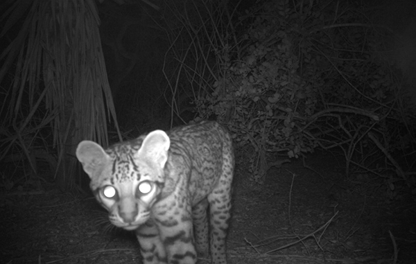 Felino en peligro de extinción aparece cerca de la Isla del Padre 3 104303079 268532891091413 1305693440305598154 n