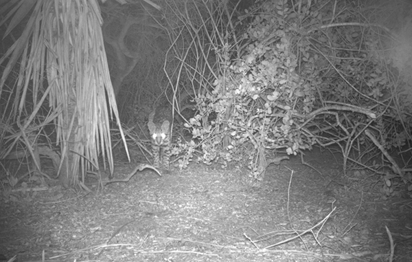 Felino en peligro de extinción aparece cerca de la Isla del Padre 4 104434409 857850034703737 3159807493293914830 n