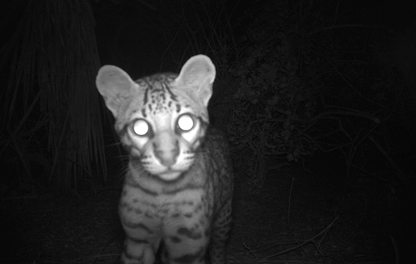 Felino en peligro de extinción aparece cerca de la Isla del Padre 1 104481493 306656890733118 4739876898673640722 n