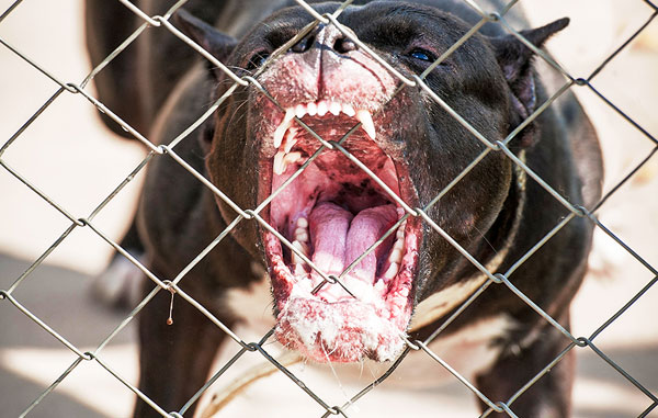 Pitbull
