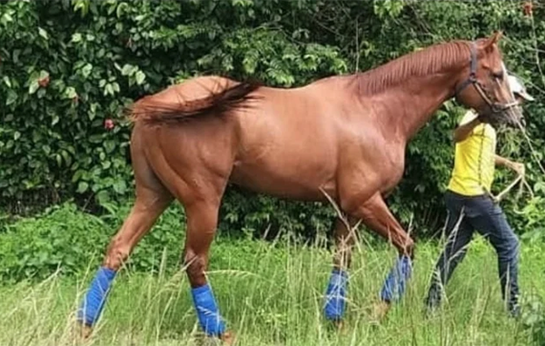 caballo