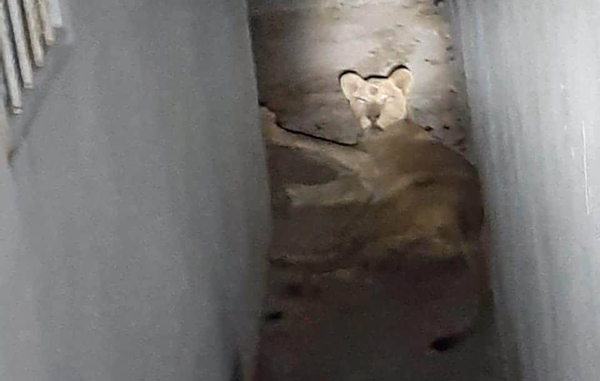 Encuentran a león abandonado en Ciénega de Flores 1 116042200 619820755306942 7755324754513640879 n