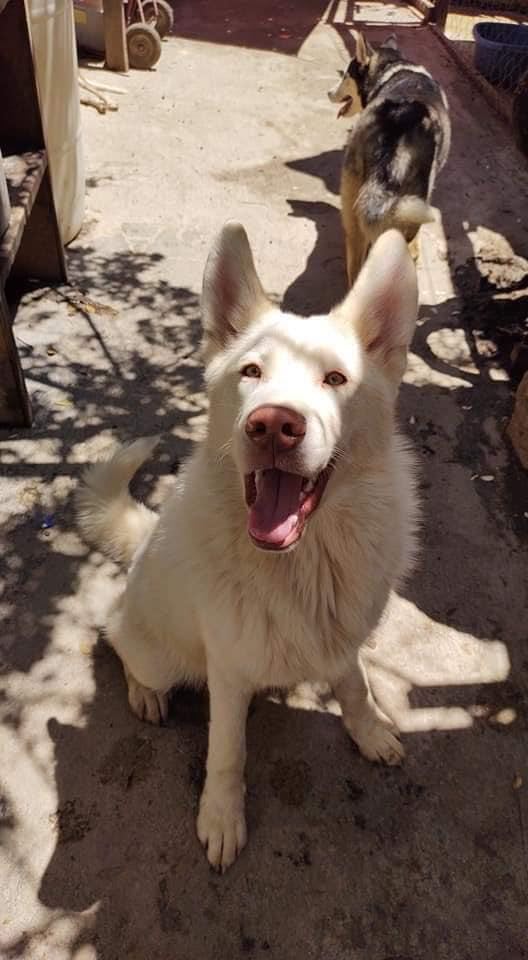 Niño sigue visitando a su perro ‘Simón’ en el albergue que lo dejó 3 4 6