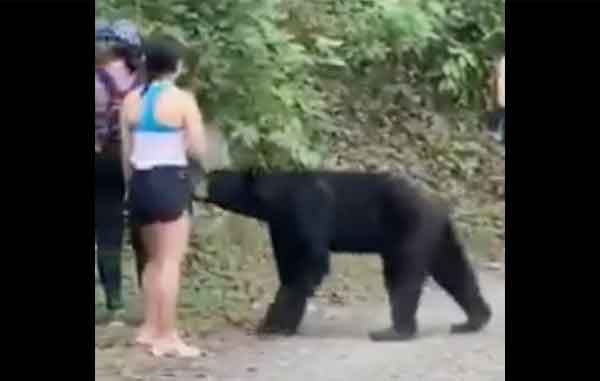 Oso-Chipingue