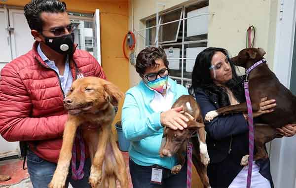 PERROS