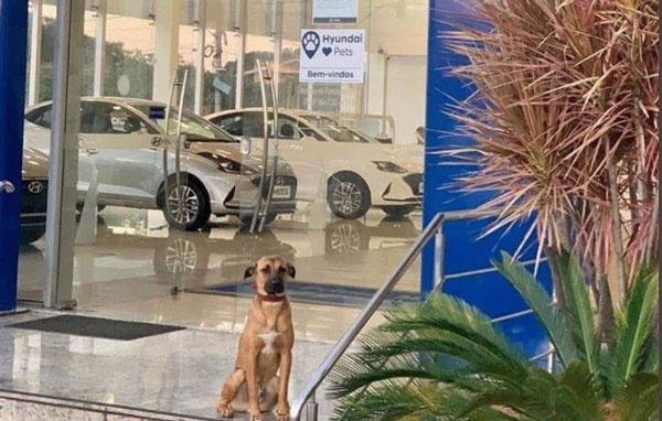 Perrito encuentra casa y empleo en una agencia de autos (FOTOS) 1 pe