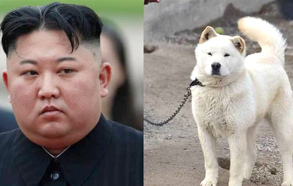 perros