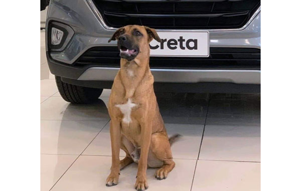 Perrito encuentra casa y empleo en una agencia de autos (FOTOS) 2 tre