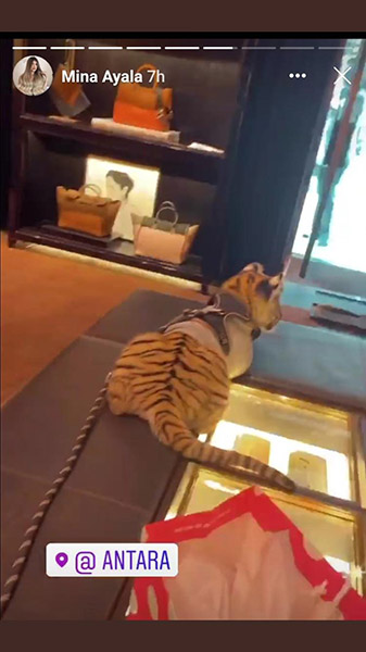 Mujer pasea en centro comercial... ¡con tigre! 2 118806948 325712575311157 3269936944408555383 n