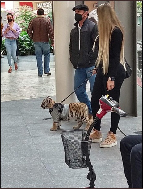 Mujer pasea en centro comercial... ¡con tigre! 1 118840165 701909710668621 8384410868220452896 n