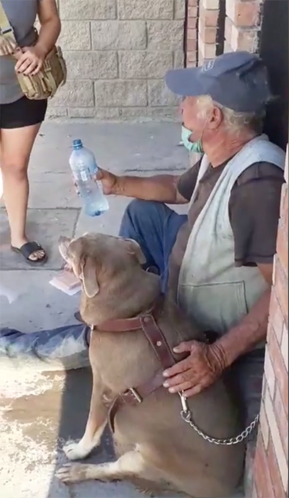 Refugio Animal Reynosa rescata a perra con obesidad que era obligada a comer 1 120104157 829750311097665 9012691534095176404 n