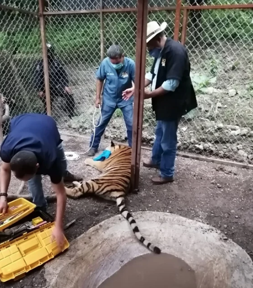 Aseguran en presunta casa de criminales un tigre de Bengala 1 Captura de pantalla 2020 09 25 a las 3.27.31 p.m.