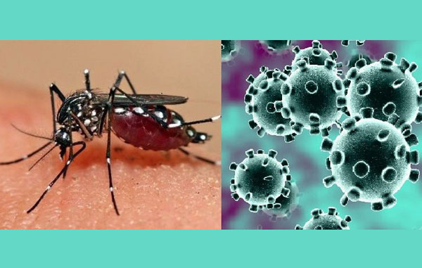 Covid-dengue