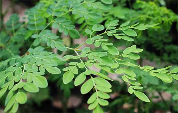 MORINGA