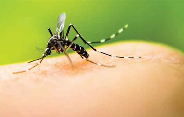 MOSQUITO