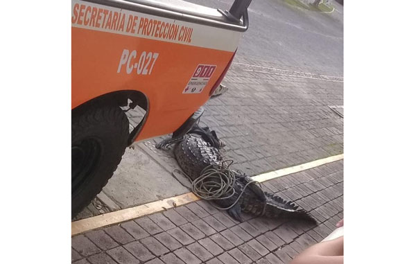 Cocodrilo aparece en alberca y causa pánico, ¿dónde crees que fue? 2 cococc