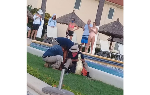 Cocodrilo aparece en alberca y causa pánico, ¿dónde crees que fue? 1 mir