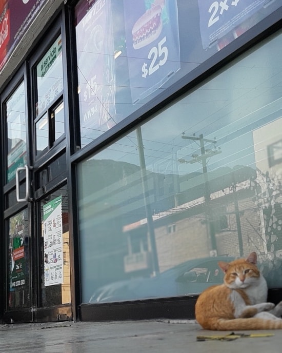 Gatito es adoptado en Súper 7, luego de ser abandonado 1 120243893 1673030576210894 8308398301930416639 n