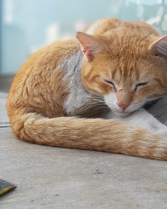Gatito es adoptado en Súper 7, luego de ser abandonado 2 120299077 1673030476210904 6861947912426747995 n