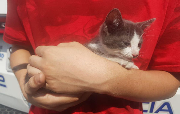 Evacuan a 9 personas y rescatan gatito por incendio en San Nicolás 1 121553082 378361156872977 1439649076791181173 n