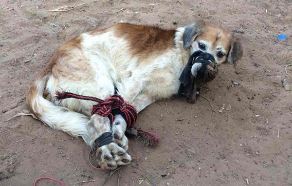 Tira a perrito amordazado; está detenido 1 122560023 836106283831496 3058757058315139978 n