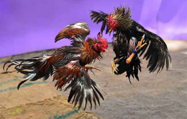 GALLOS