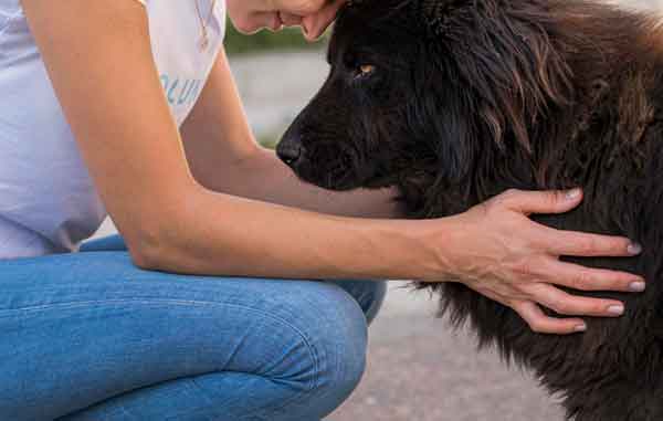 Perro-adopcion