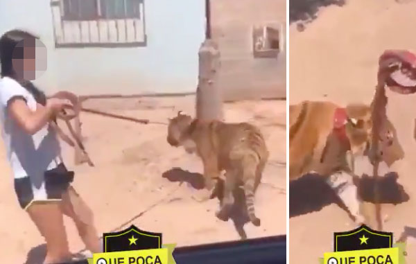 tigre