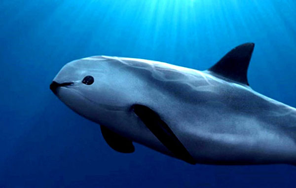 vaquita_marina-1440x808